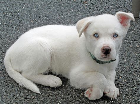 White Dogs With Blue Eyes