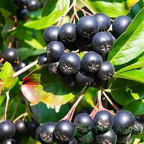 Черноплодная рябина диета Черноплодная рябина (Арония) - купить саженцы в Украине Черноплодная рябина (Арония) - купить саженцы в Украине Черноплодная рябина диета