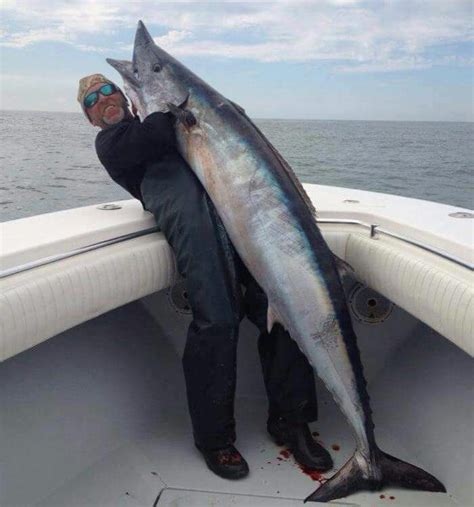 Giant Wahoo In The Cayman Islands