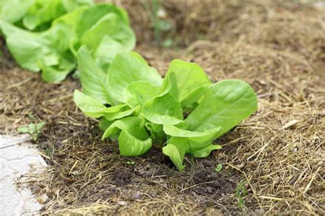 How To Grow Lettuce Greenmylife Anyone Can Garden