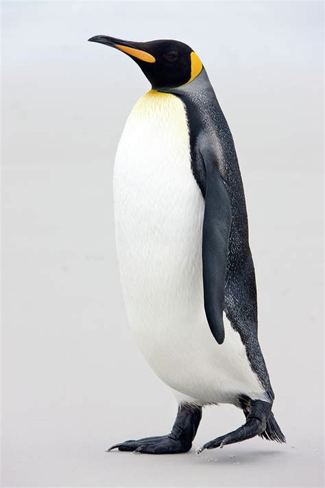 King Penguin Aptenodytes Patagonicus By Steve Allen