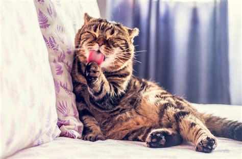 Understanding Felines Why Do Cats Lick Each Other