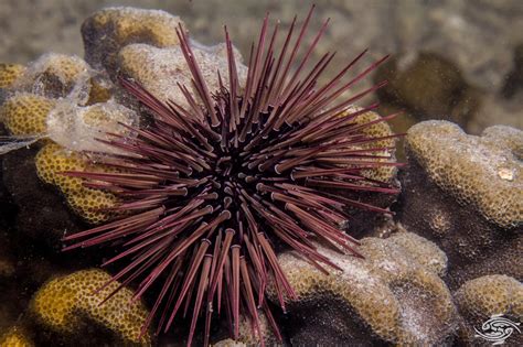 Sea Urchin Spines