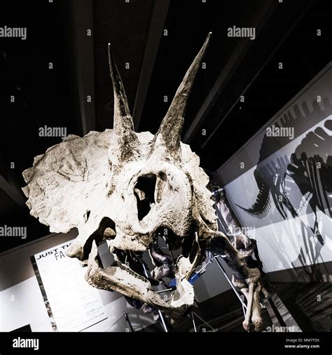 Triceratops Skeleton Exhibit At The Boston Museum Of Science Stock