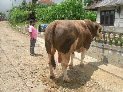 Kebutuhan Pakan Sapi Potong Berdasarkan Usia
