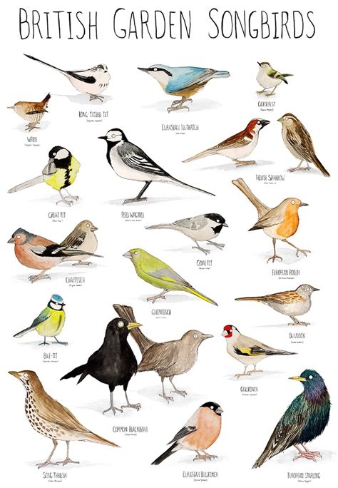 British Garden Songbirds A3 Giclee Print Fur Feathers And Tails