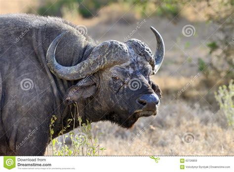 Wild African Buffalo Bull Stock Photo Image 62726859