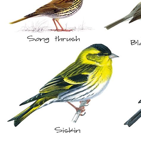 British Garden Birds Identification Chart Wildlife Poster A5 Etsy Uk