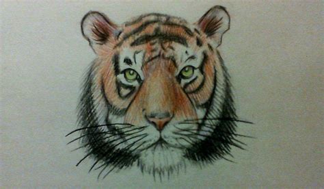 How To Draw A Realistic Tiger Face Easy How To Draw A Tiger Face