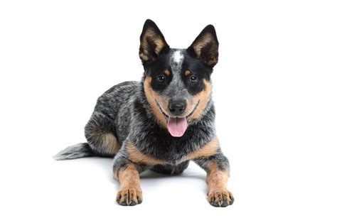 As of june 4, blue heelers will also equal the record for most episodes in an australian primetime series, tying with homicide. Europetnet - Australian Cattle Dog