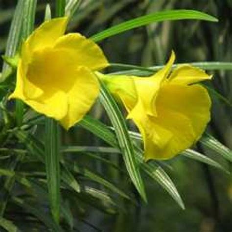 Buy Nerium Yellow Oleander Kaner Plant Online At Cheap Price India