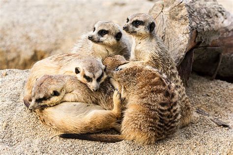330 Meerkat Sleeping Stock Photos Pictures And Royalty Free Images Istock