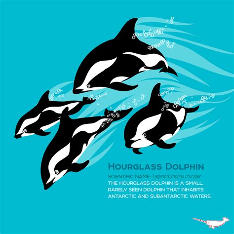 Hourglass Dolphin Interesting Animals Marine Mammals Sea Animals