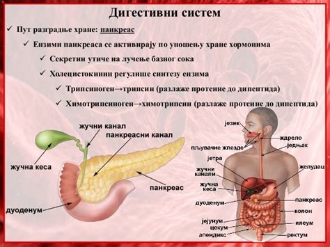 30 Sistem Organa Za Varenje Anatomija I Fiziologija