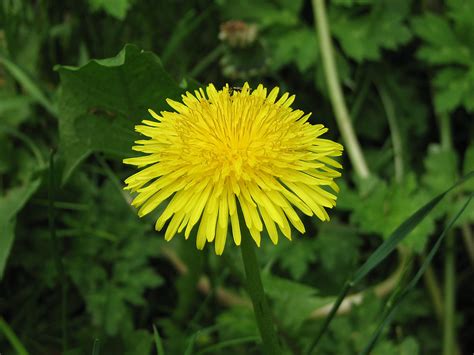 8 Troublesome Spring Lawn Weeds And How To Control Them