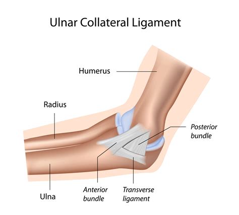 Ulnar Collateral Ligament Injuries Of The Elbow Upswing Health