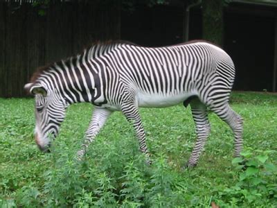 Herbivores, Carnivores, and Omnivores, Oh My!
