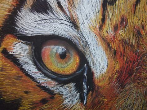 Tiger Eye Close Up Detail Flickr Photo Sharing