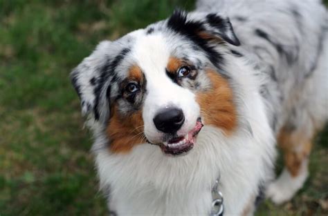 Australian Shepherd Mix Breeds Guide To The Top Crosses