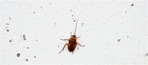 Why Do Cockroaches Run Away From Humans Roach Cockroach Insect