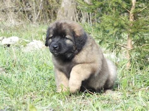 Meet our 45 different breeds our available dogs to adopt adoption info/application 14,000 happy adopters. Leonberger Puppies For Sale - petfinder