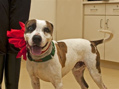 New haven county, southbury, ct id: Dogs Available for Adoption at Newtown Shelter - Newtown ...