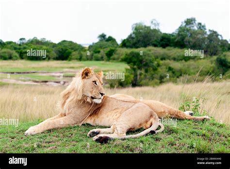 Leones sabana africana masai mara fotografías e imágenes de alta resolución Alamy