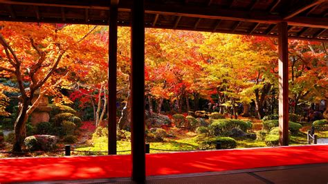 極上の散りもみじ 圓光寺の紅葉