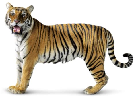 Tiger Png Transparent Background Image For Free Download