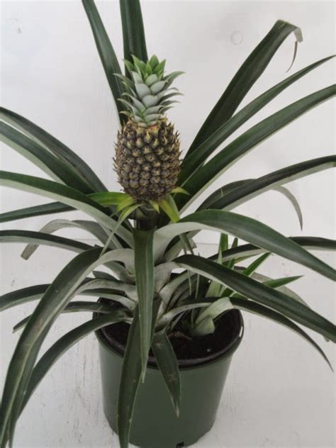 Vendiamo fiori e piante online con servizio di consegna fiori a domicilio a roma e frazioni limitrofe. GIARDINAGGIO LAURA PONTE IN VALTELLINA: ANANAS COMOSUS - ANANASSO