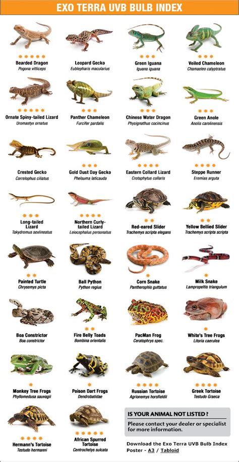 Reptiles Animals Name List With Pictures » OnlyMyEnglish | vlr.eng.br