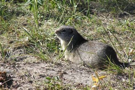 Cute Animals Starting With U -- There are many different kind of