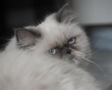 Himalayan Colorpoint Persian Cat Pictures And Information Cat