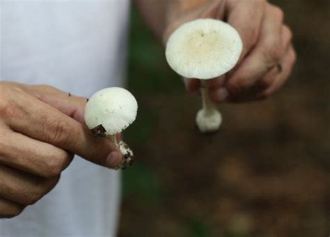 Foraging For Edible Mushrooms In Richmond Virginia 17 Apart Edible