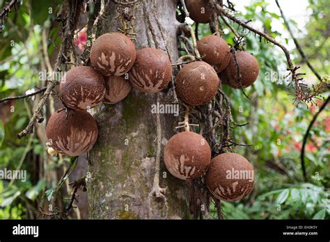 Kerala Fruits Hi Res Stock Photography And Images Alamy