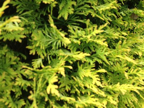 Main / skills / forestry / hedges. White Cedar, Thuja occidentalis yellow ribbon Practicality ...