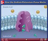 Images of What Is The Sodium Potassium Pump