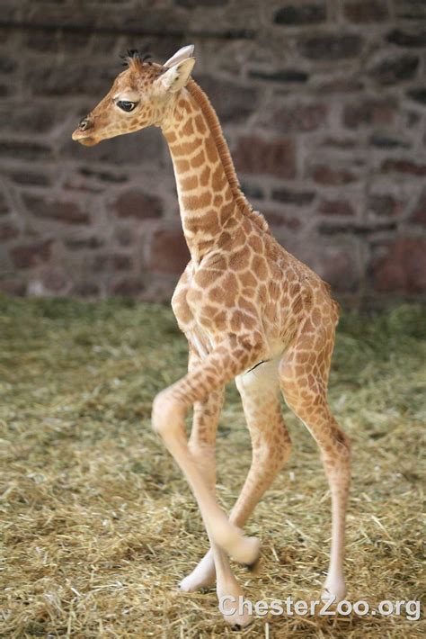 Margaret The Baby Giraffe First Female Born At Chester On Flickr