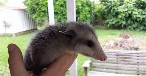 So New Orleans Possums Are Something You Can Snuggle With On A Regular