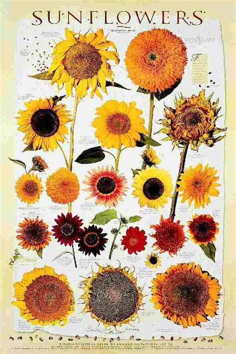 Sunflower Seedse Sunflower Seeds Varieties