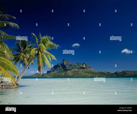 Bora Bora Island With Palm Trees Stock Photo Alamy