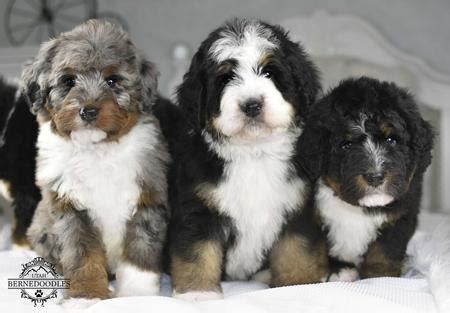 5,026 likes · 58 talking about this. Mini Bernedoodle Puppies-mini bernedoodle breeder