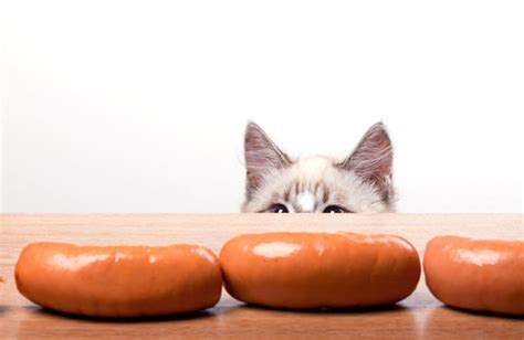57 Hq Pictures Can Cats Eat Vienna Sausage Can Cats Eat Vienna