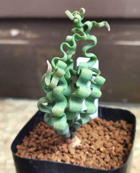 Flowers bud at an areole and new stems branch from an areole. 20 Unusual Succulents That Look Like They Came From Outer ...