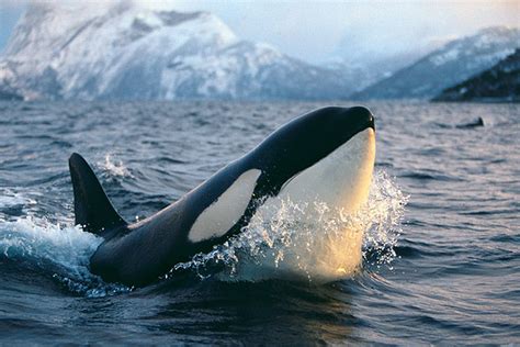 Orca Juvenile Female Killer Whale Orcinus Orca Illuminat Flickr