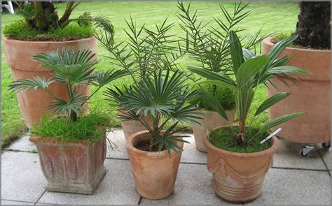 Grow palms in pot outdoor! - PALMS IN POTS - PalmTalk