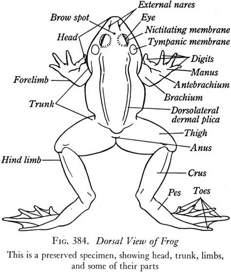 Draw And Label Both The External And Internal Anatomy Of The Frog