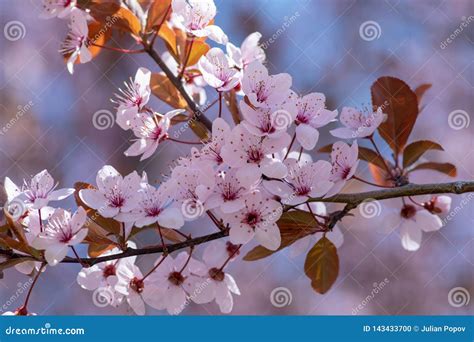 Pink Blossom Of Pear Pear Tree In Blossom Flowers Of Pear Tree Stock