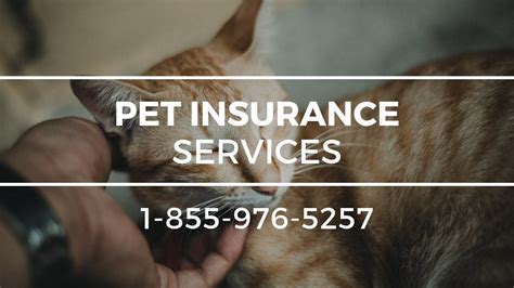 Best for fast claims processing; Pet Insurance Burton WA - Best Dog Insurance For Cats - YouTube