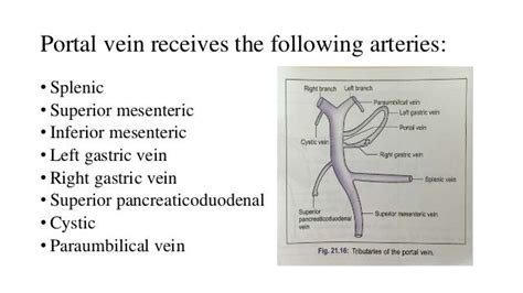 Portal Vein A Vein Carrying Blood From The Digestive Organs And